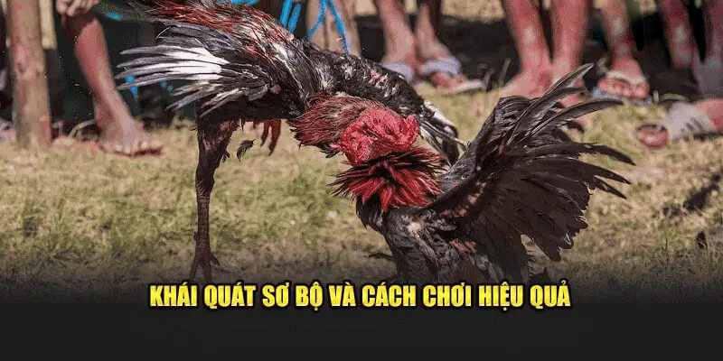 Kinh nghiệm đá gà hiệu quả và khái quát sơ bộ
